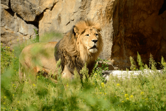 Paule, der einzige Löwenmann im Berliner Zoo, ist tot. Er wurde mit 17 Jahren aus Altersgründen eingeschläfert. (Foto: Zoo Berlin)