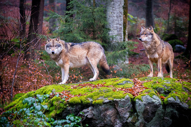 Seit 2000 gibt es wieder Wölfe in Deutschland (Foto: MrT HK)