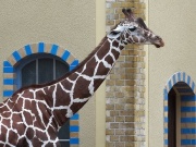 Mit nur 6 Jahren stirbt Giraffenbulle Abasi am 27. November 2015. Foto: wiseguy71