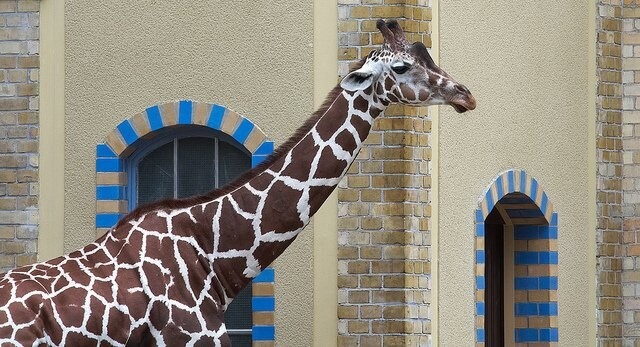 Mit nur 6 Jahren stirbt Giraffenbulle Abasi am 27. November 2015. Foto: wiseguy71