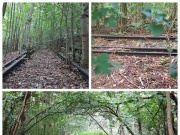 Teile der Stammbahntrasse in Zehlendorf. Bild: Gilly