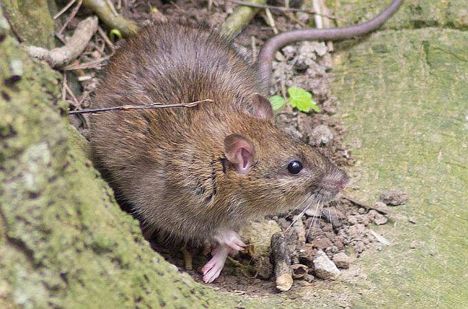 Wasserbetriebe brechen Berlins Ratten das Genick