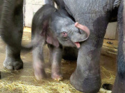 Alle wollen das Elefanten-Baby im Berliner Tierpark sehen