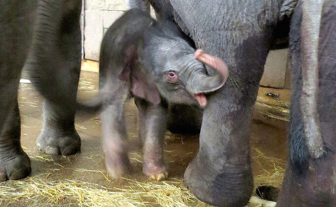 Alle wollen das Elefanten-Baby im Berliner Tierpark sehen