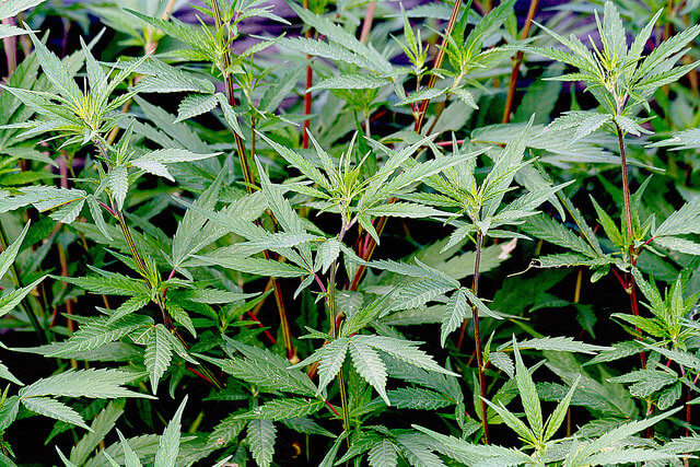 Cannabis gehört zu der Familie der Hanfgewächse. Hanf zählt zu den ältesten Nutz- und Zierpflanzen der Welt. Foto: Manuel