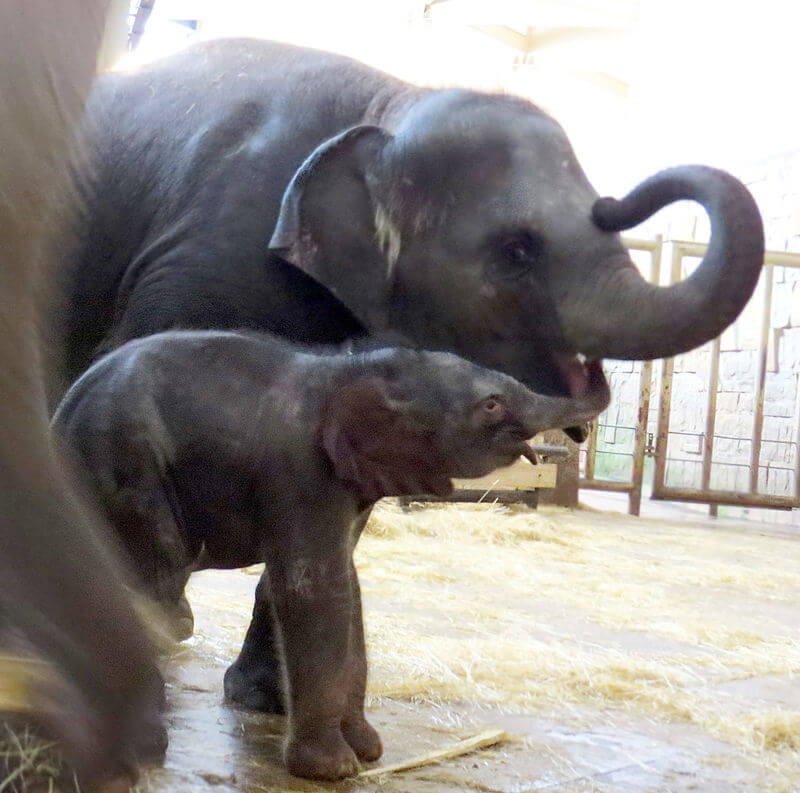 Gesund und munter kam der kleine Babyfant in der Silvesternacht zu Welt. (Foto: Tierpark Berlin)