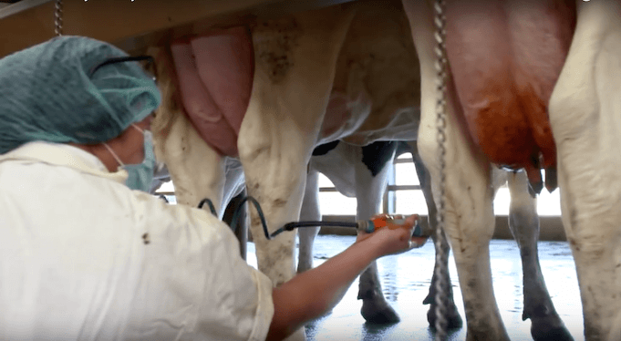 Wie lange die 170.000 Kühe der Kuhfarm des Milchproduzenten Almarai in der Wüste bei Riad noch täglich abgeduscht werden dürfen, die bei 55 Grad Hitze im Stall stehen, ist fraglich. Wegen Wasserknappheit wurde jetzt der Anbau ihres Grünfutters verboten. (Foto: Youtube/Alamarai)