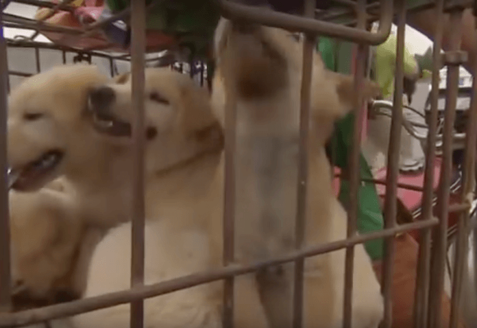 Man kann die Angst der Tiere sehen. Auf Mopeds mit Käfigen als Gepäckträger karren Chinesen die Hunde zum Hunfefleisch-Festival in Yulin heran (Foto: Youtube)