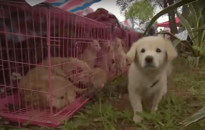 Der Hunde-Trodestrakt von Yulin. Die Hunde werden verzehrt, weil ihr Fleisch die Sommerhitze erträglicher mache, so der Irrglaube (Foto: Youtube)