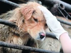 10.000 Hunde werden jedes Jahr zur Sommersonnenwende am 20. Juni 2016 für ein Hundefleisch-Festival gefangen, erschlagen, gehäutet und als Delikatesse mit Lychees, Likör und Bier serviert (Foto: Youtube)