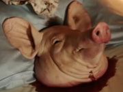 Schweinskopf vor Angela Merkels Wahlbüro in Stralsund Einen abgeschlagenen Schweinskopf legten Unbekannte Pfingsten vor das Wahlbüro von Bundeskanzlerin Dr. Angela Merkel in Stralsund (Foto: Youtube)