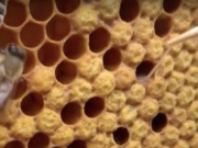 Die Amerikanische Faulbrut kann man mit einer Pinzette als fadenziehende Masse in den Waben erkennen (Foto: Youtube)