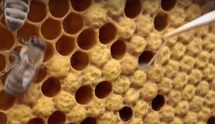 Die Amerikanische Faulbrut kann man mit einer Pinzette als fadenziehende Masse in den Waben erkennen (Foto: Youtube)