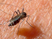 tigermücke zalf müncheberg