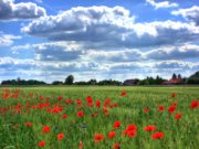 Berliner fliehen in den Speckgürtel
