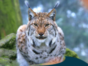 Der vor 200 Jahren so gut wie ausgerottete Luchs lebt wieder in deutschen Wäldern und jagt Rehe, von denen es noch nie so viele gab (Foto: Ole Anders, Leiter Luchsprojekt Harz)