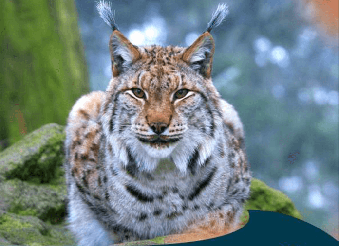 Der vor 200 Jahren so gut wie ausgerottete Luchs lebt wieder in deutschen Wäldern und jagt Rehe, von denen es noch nie so viele gab (Foto: Ole Anders, Leiter Luchsprojekt Harz)