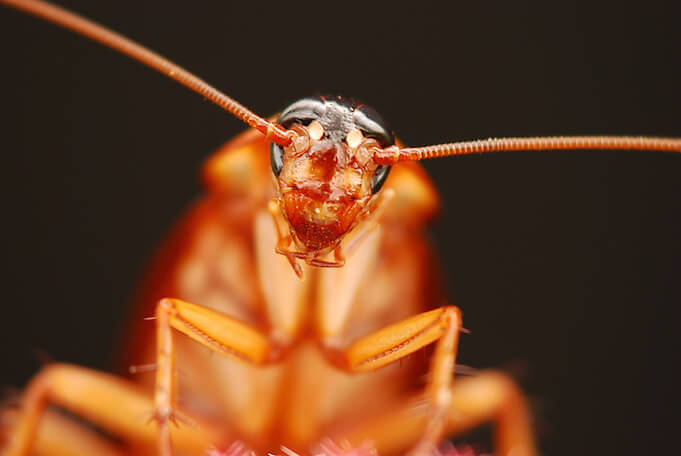 Darum ist Kakerlaken-Milch die Supernahrung der Zukunft! (Foto: Mike Keeling)