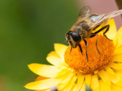 Führender Insektenschutz für Bienensterben verantwortlich (Foto: Markus Trienke)
