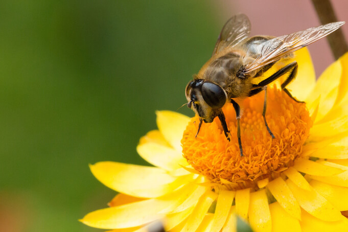 Führender Insektenschutz für Bienensterben verantwortlich (Foto: Markus Trienke)