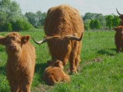 Sechs Schottische Hochlandrinder haben auf der Brachfläche an der Tram-Wendeschleife nördlich der Zingster Straße mitten im Plattenbaugebiet eine Dauerweide gefunden und geben im kurzen Gras den bedrohten Zauneidechsen eine sichere Heimat (Foto: Agrarbörse Deutschland Ost e.V.)