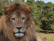 Der Löwe Massai spazierte zum Glück nur in ein Nachbargehege und konnte von dort mit sanftem Druck zurückgelotst werden (Foto: Wildpark-Johannesmuehle.de)