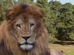 Der Löwe Massai spazierte zum Glück nur in ein Nachbargehege und konnte von dort mit sanftem Druck zurückgelotst werden (Foto: Wildpark-Johannesmuehle.de)