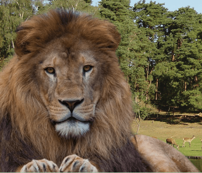 Der Löwe Massai spazierte zum Glück nur in ein Nachbargehege und konnte von dort mit sanftem Druck zurückgelotst werden (Foto: Wildpark-Johannesmuehle.de)