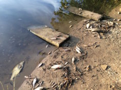 Nach dem Regen fotografierte die Berlinerin Meylen Kronemann tote Fische am Ufer des Machnower Sees, eine Verlängerung des Teltowkanals, der durch Berlin fließt (Foto: Twitter)