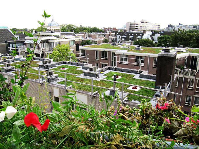 Green roofs in Amsterdam.