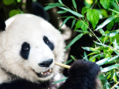 Der Große Panda ist nicht mehr vom Aussterben bedroht (Foto: Soren Wolf)