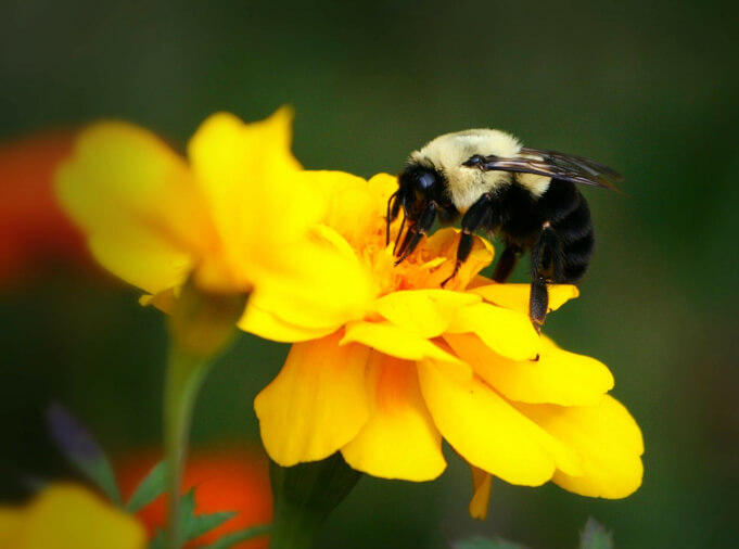 Honeybees are great pollinators!
