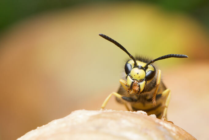 Now, that's a wasp. Scary.