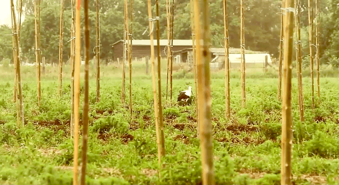 paulownia bäume geldanlage treeme altmark