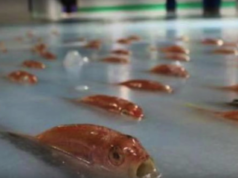 Japan: Eislaufbahn gefriert als Gag 5000 Fische unter Eisdecke (Foto: GeoBeats News, Youtube)