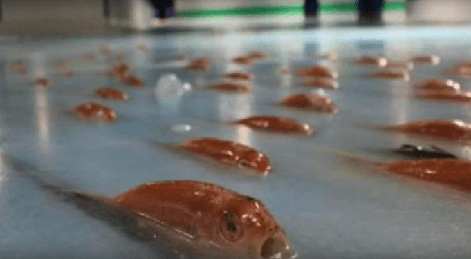 Japan: Eislaufbahn gefriert als Gag 5000 Fische unter Eisdecke (Foto: GeoBeats News, Youtube)