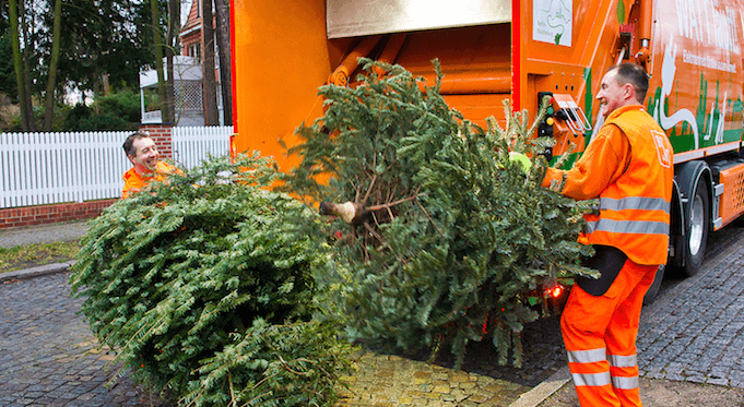 Die BSR holt die Weihnachtsbäume der Berliner wie jedes Jahr kostenlos ab. (Foto: BSR)