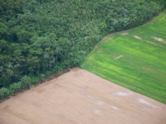 Illegale Abholzung dezimiert den Amazonas Regenwald (Foto: PROSam Beebe)