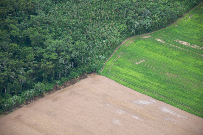 Illegale Abholzung dezimiert den Amazonas Regenwald (Foto: PROSam Beebe)
