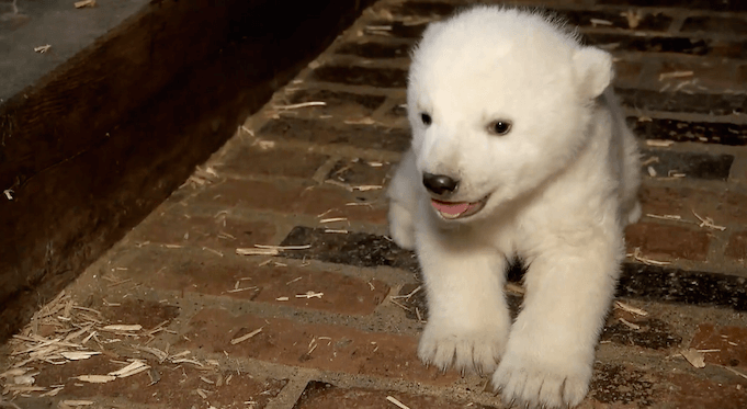 Berlins Eisbär nach zehn Wochen