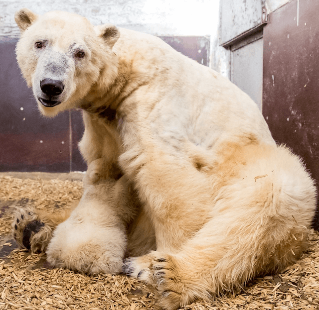 Eisbären Fritz Tonja Berlin artenreichste Stadt der Welt