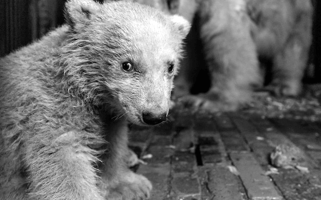 Kleiner Eisbär Fritz tot