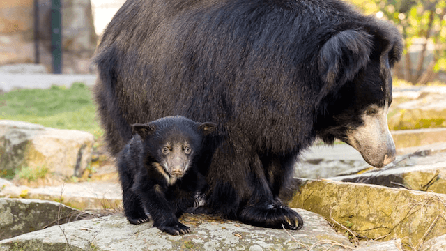 Zoo Berlin Lippenbär Mutter Kaveri