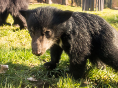 Zoo Berlin Lippenbär braucht Namen