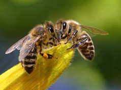 Berliner Imker melden ein massives Bienensterben im letzten Winter.