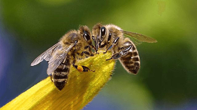 Berliner Imker melden ein massives Bienensterben im letzten Winter.