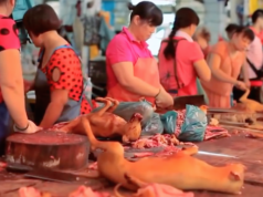 Beim Festival in Yulin werden jedes Jahr über 10.000 Hunde getötet und verspeist. (Screenshot: YouTube)