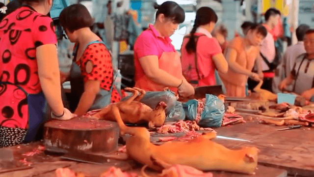 Beim Festival in Yulin werden jedes Jahr über 10.000 Hunde getötet und verspeist. (Screenshot: YouTube)