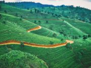 Ökologische Landwirtschaft scheitert katastrophal in Sri Lanka