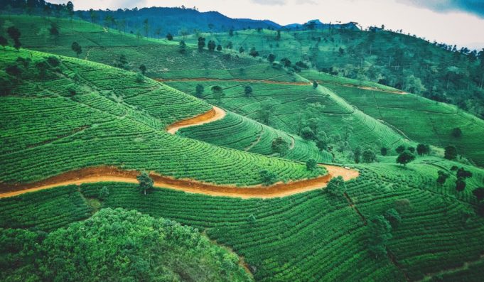 Ökologische Landwirtschaft scheitert katastrophal in Sri Lanka - Teeplantage